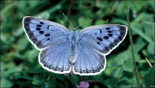 090905171534 sp mariposa pa 526x300