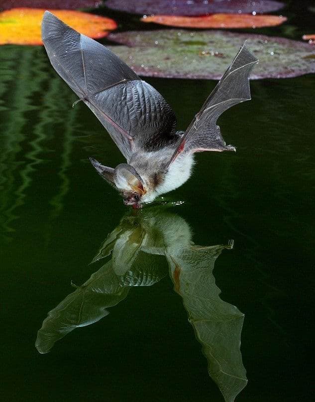 How to photograph a bat 03