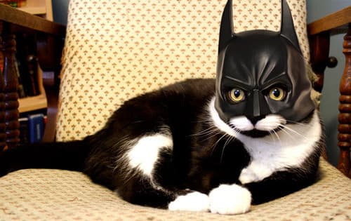 batcatman