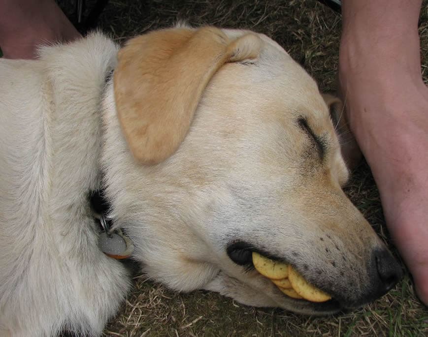 doggy
