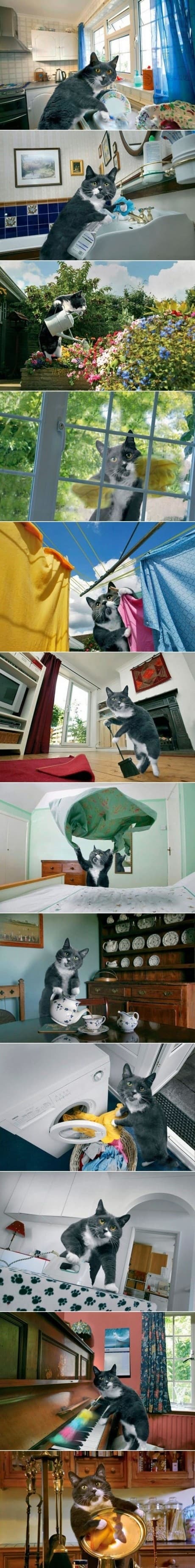 gato que si me gustaria tener
