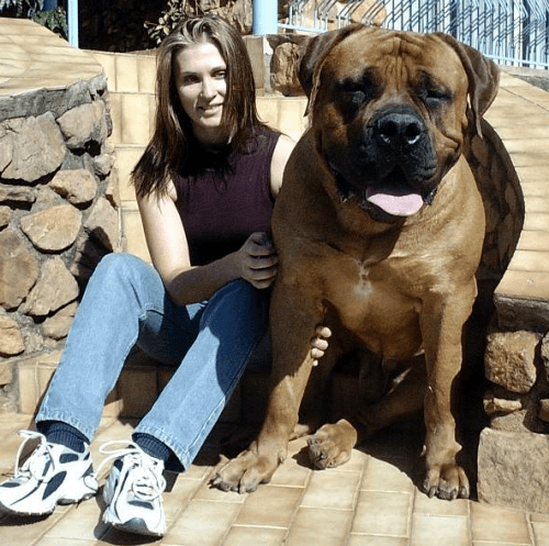 Boerboel