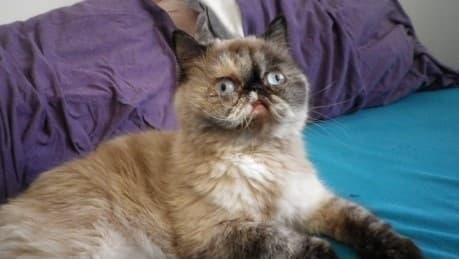 miawgusta