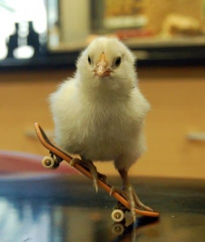 pollito