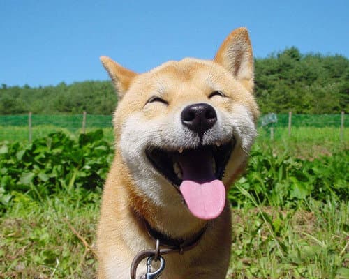 perrito feliz