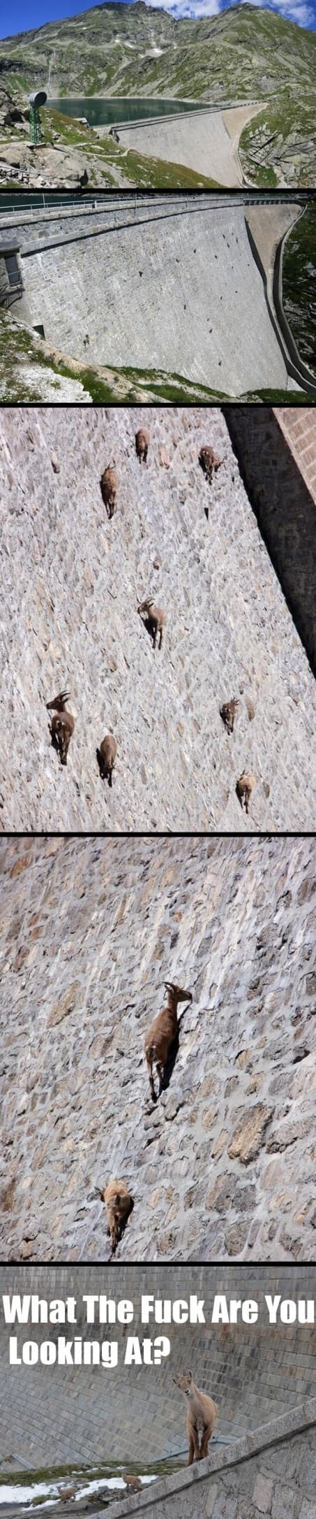 super poderes de las cabras e1317247651359