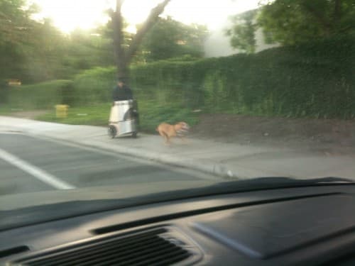 paseando al perro con estilo e1318822732597