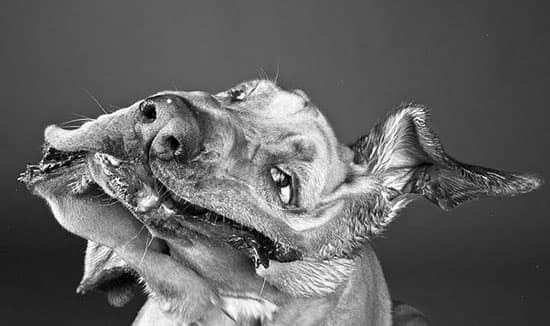 dog5