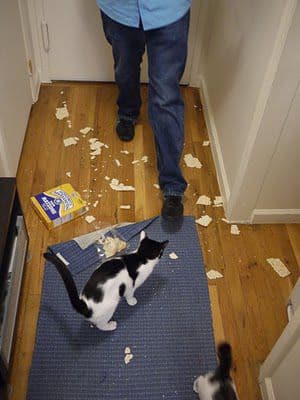 evil cats 12