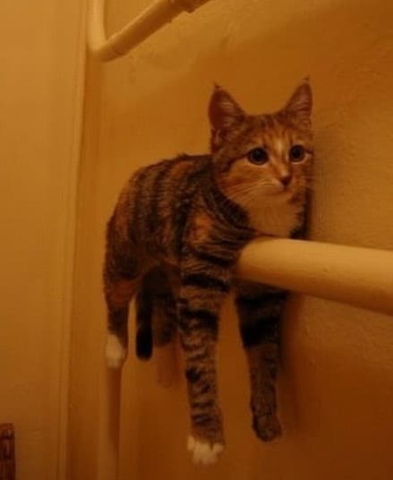gato todo el dia