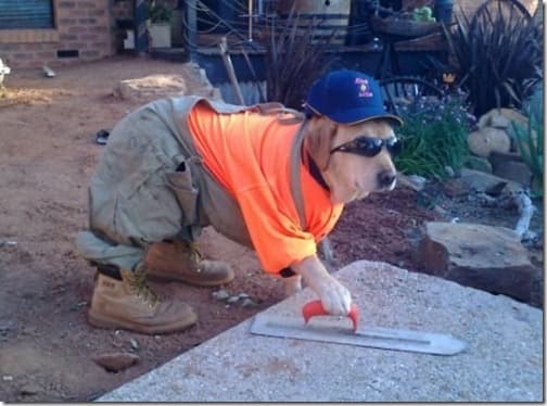 perroelconstructor thumb
