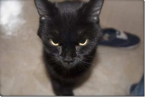 gatito enojado thumb
