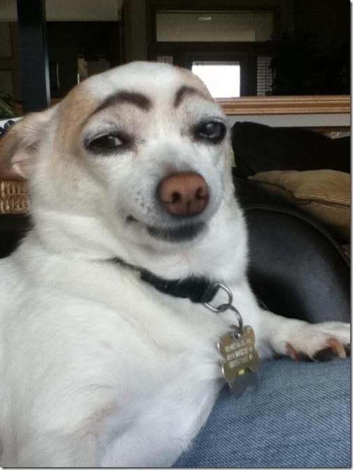 pintar cejas a un perro thumb