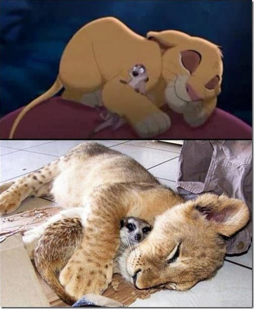 simba y timon thumb