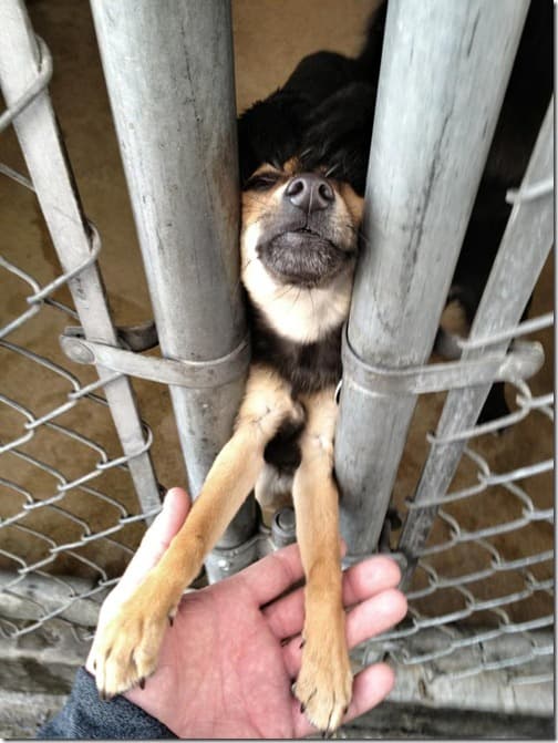 Adopta un perro thumb
