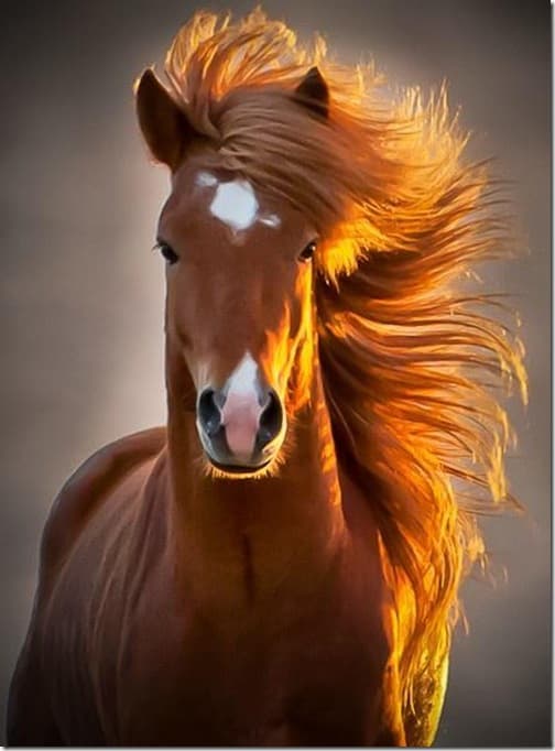 caballofotogenico thumb