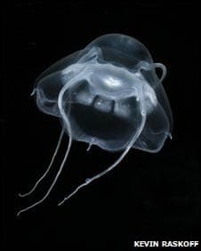 090901153417 medusa 283