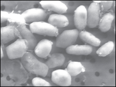 101202171051 bacteriascience 226
