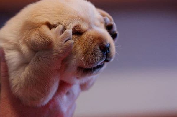puppy holds ears