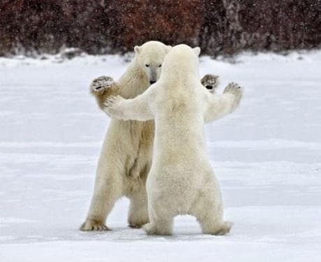 baile polar