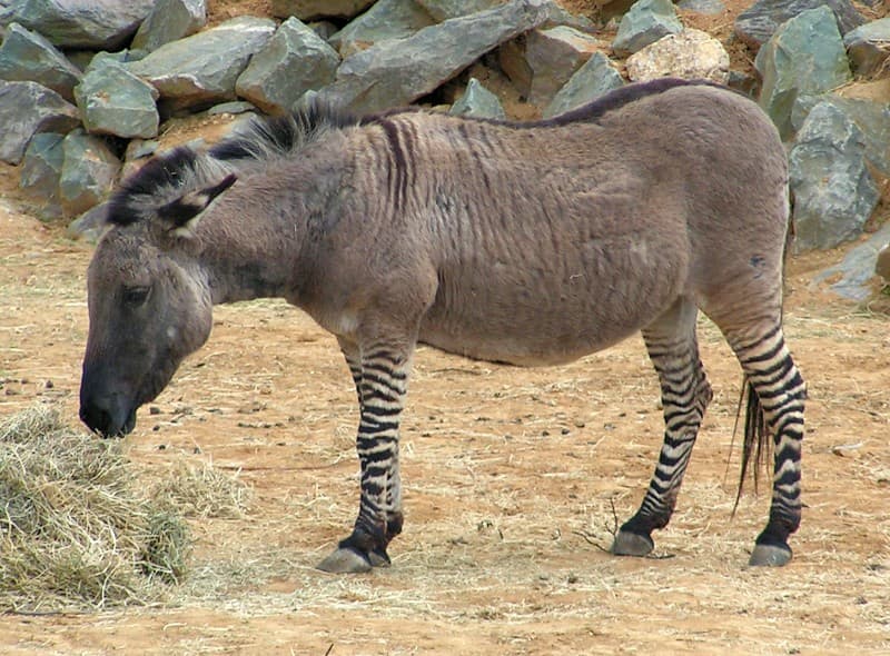 Zeedonk 800