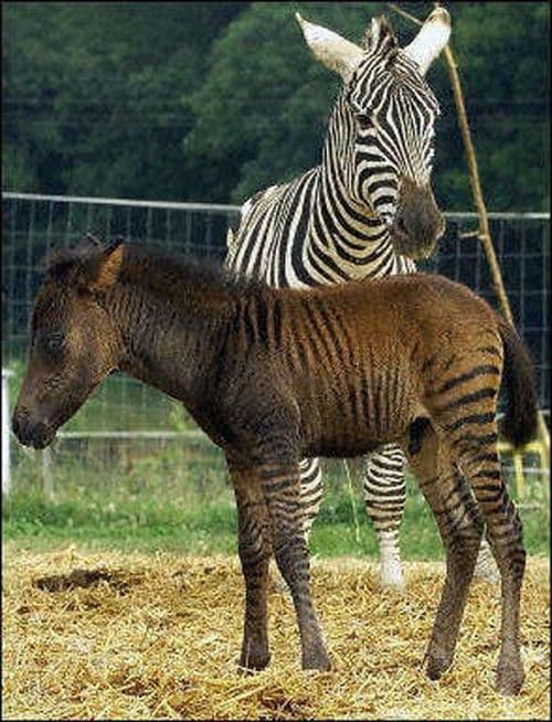 zorse 01