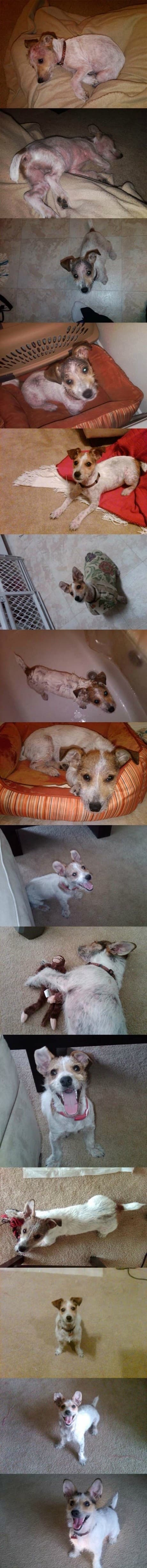 perrito adoptado