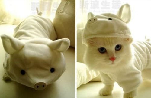gatito tierno e1312396046959