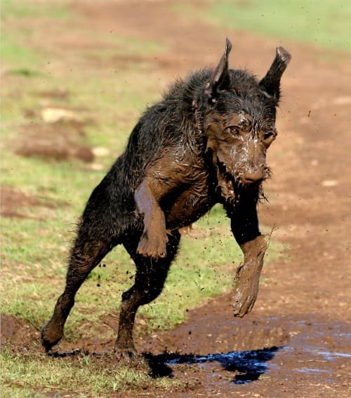 perro del demonio e1317007392427