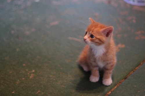 gatito awwww e1318845276193