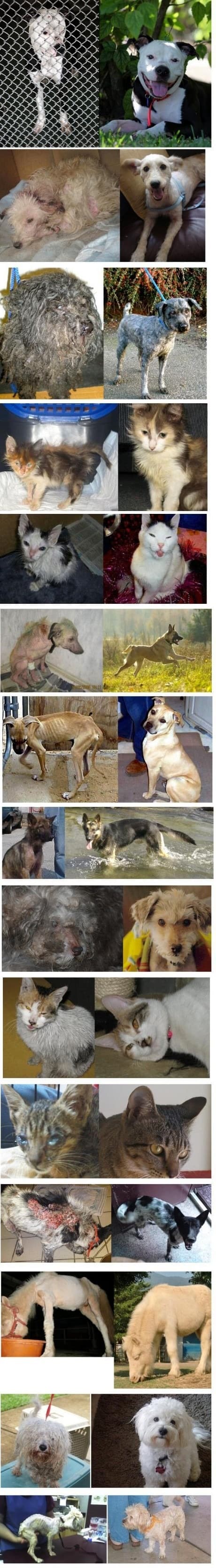 adoptalos
