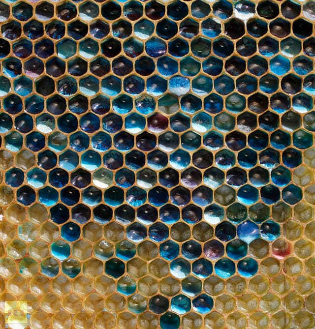 Una colonia de abejas que estuvo comiendo MM hizo que su miel fuera azul y verde