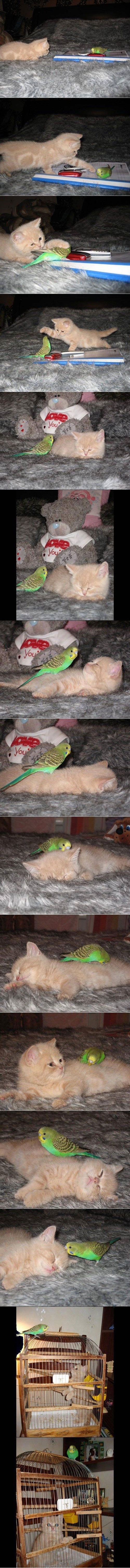 silvestre y piolin