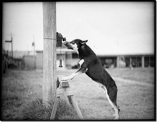 hola-soy-perro