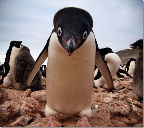 fotos-de-animales-graciosos-5