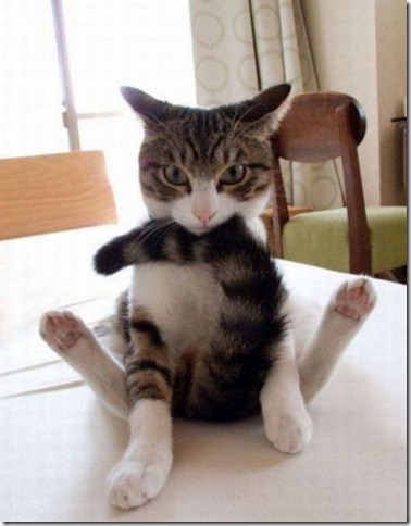 fotos-de-animales-graciosos-6