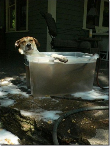 fotos-de-animales-graciosos-9