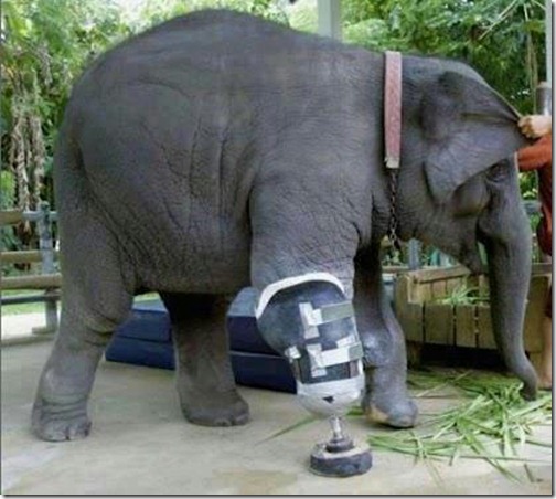 Elefante con prtesis thumb
