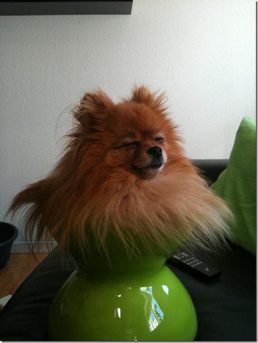 perro lindo thumb