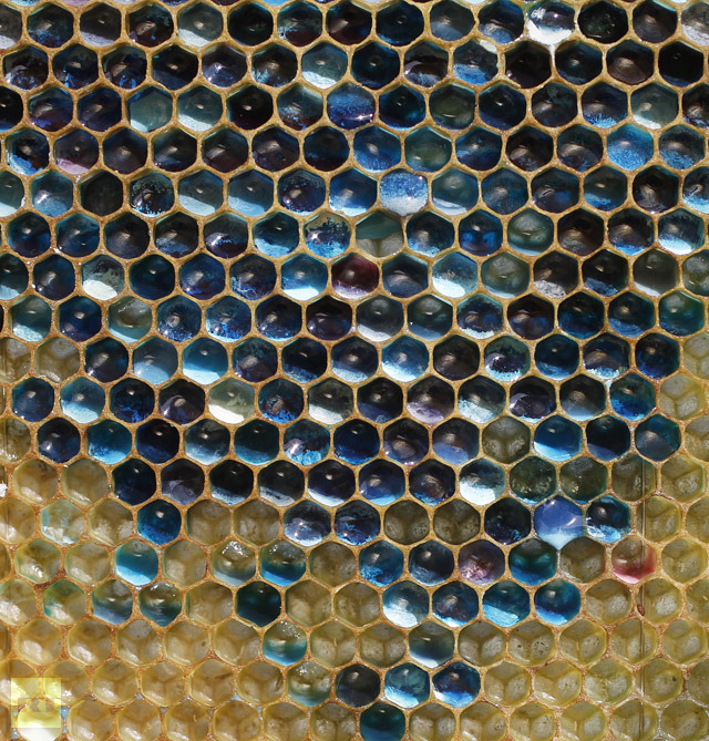 Una colonia de abejas que estuvo comiendo MM hizo que su miel fuera azul y verde