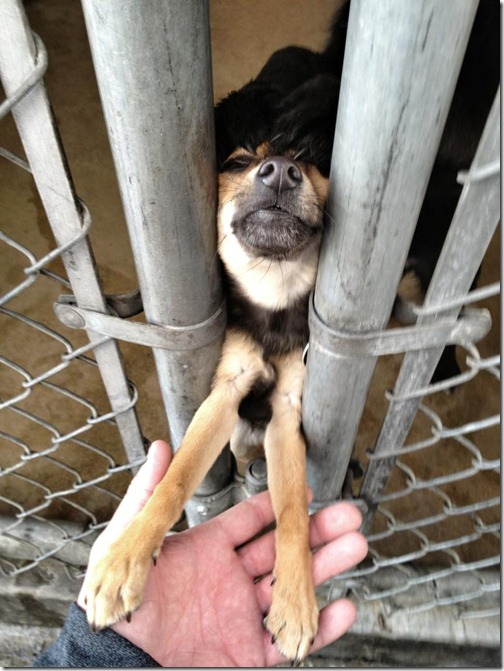 Adopta un perro thumb