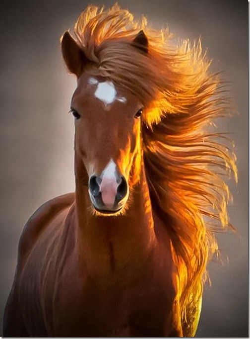 caballofotogenico thumb