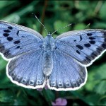 090905171534_sp_mariposa_pa_526x300