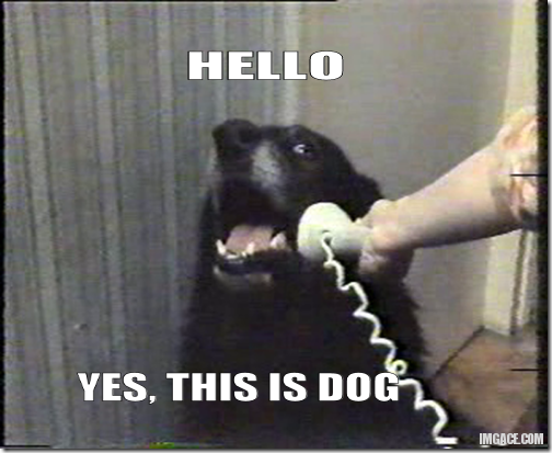 hello-yes-this-is-dog