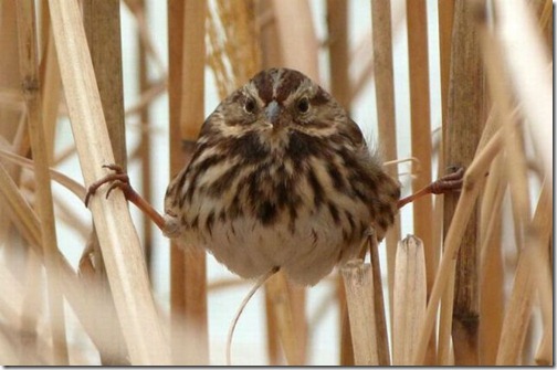 fotos-de-animales-graciosos-10