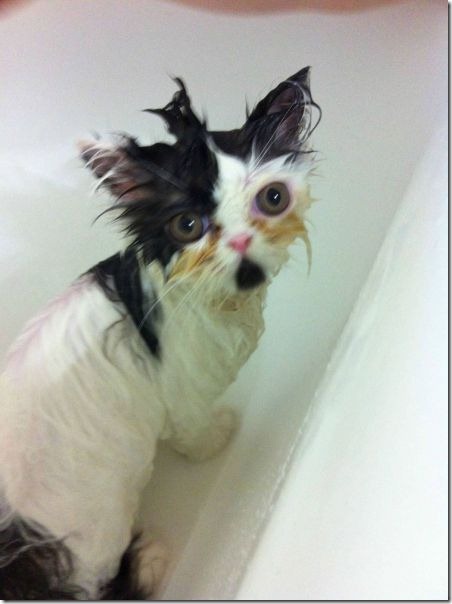 fotos-de-animales-graciosos-3