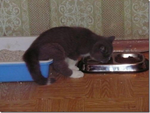 fotos-de-animales-graciosos-4