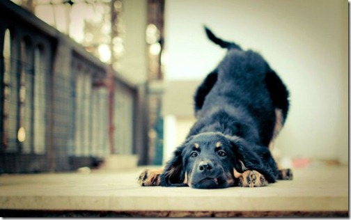 fotos-de-animales-graciosos-7