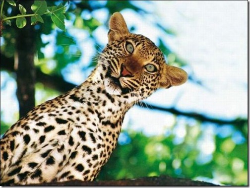 fotos-de-animales-graciosos-8